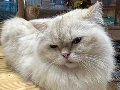 -米乐乖乖猫咪咖啡馆·猫咖(深圳湾后海汇店)