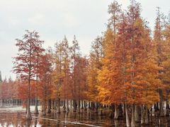 -白鹭湾湿地公园