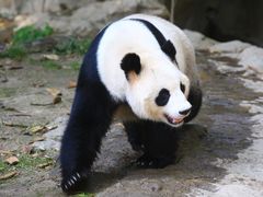 -广州长隆野生动物世界