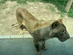 -北京野生动物园