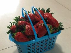 -尚田草莓姑娘白草莓采摘基地