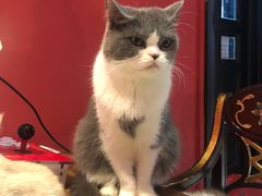-猫色咖啡·猫咖