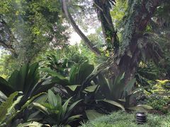 -新加坡植物园