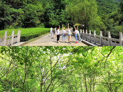 -牛背梁国家森林公园