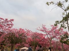 -风云岭森林公园