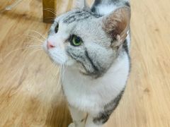 -猫小院猫主题餐厅(南锣旗舰店)