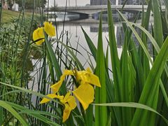 -眉山湿地公园(东坡区)