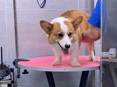 -宠福鑫康馨动物医院·骨科·眼科