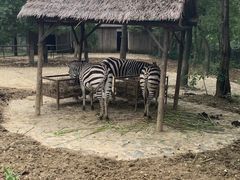-合肥野生动物园