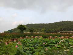 -龙寺生态园