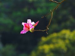 -云溪植物园