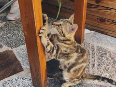 -喵屿·大理花园猫咖