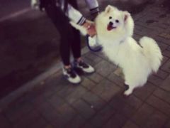 -彩虹桥宠物火化殡葬善终服务(金乐大厦店)