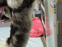 -十年猫舍·猫咪专门店(普陀店)
