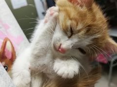 -猫大福·Fortune Cat猫舍(百子湾店)