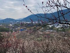 -香雪海