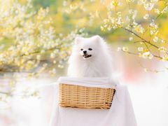 -花开海上生态园