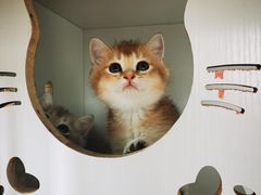 -东方名猫馆·英短金渐层布偶猫舍(环线广场1号楼店)