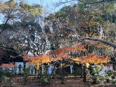 -秋霞圃