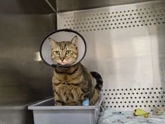 -艾贝尔宠物诊疗