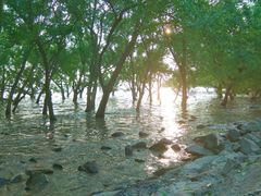 -宝安西湾红树林湿地公园