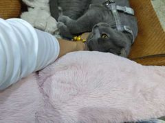 -小板凳(四公里店)