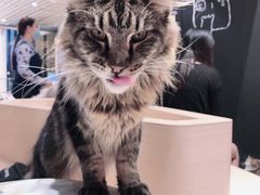 -瞄一喵猫咖(格力海岸店)