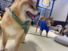 -逗柴咖啡屋·狗咖猫咖宠物桌游