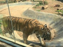 -昆明动物园