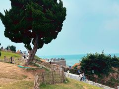 -小麦岛公园