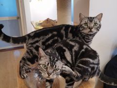 -有喵·猫咖·狗咖·30几只猫10只小狗(岗厦店)