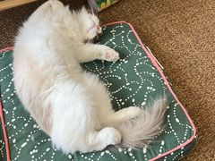 -猫大福·Fortune Cat猫舍(百子湾店)