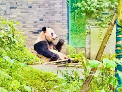 -都江堰中华大熊猫苑