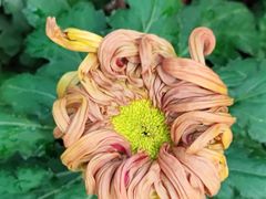 -上海共青森林公园