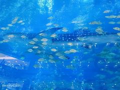 -成都浩海立方海洋公园