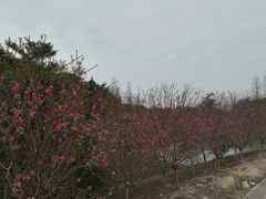 -南国桃园旅游度假区