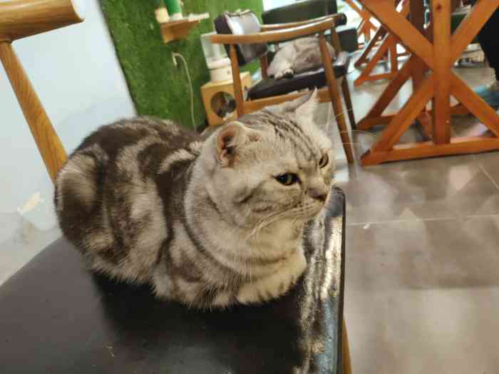 猫的时间主题咖啡(甘井子万达店)-"猫的时间主题咖啡7515大连