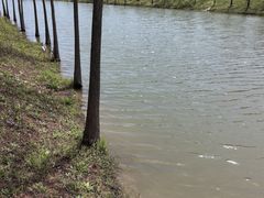 -合肥滨湖国家森林公园