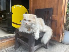 -啊马英豌豆粉