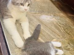 -猫咪博物馆(顶澳仔猫街店)