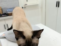 -喵园·猫主题咖啡厅·撸猫·猫咖(国贸店)