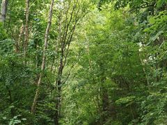 -五营红松林海景区