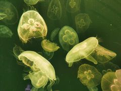 -上海海洋水族馆