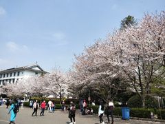 -武汉大学-樱园