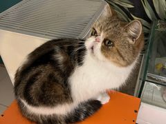 -平行世界·猫咖(首经贸店)