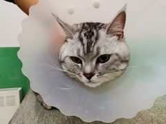 -利又安动物医院··老年病·猫科犬科·中兽医