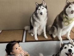 -星多哈·狗咖·拼豆·咖啡
