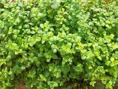 北京观光南瓜园&nbsp;(50)-观光南瓜园