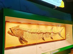 -正佳自然科学博物馆