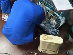 -宠物星动物医院·眼科·异宠·猫科(江南大道总院)